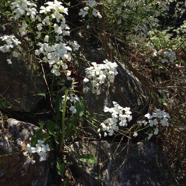 Kernera saxatilis Flower