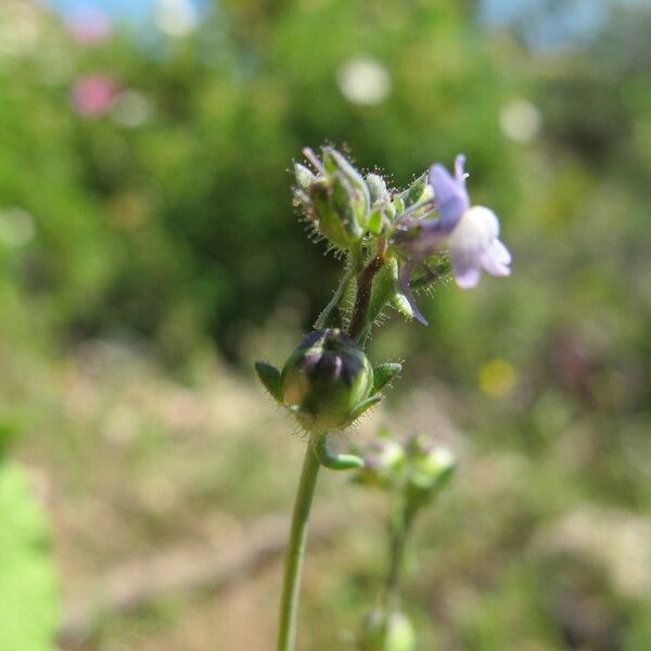 Linaria micrantha Blomma