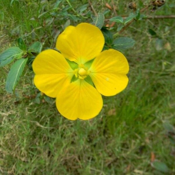 Ludwigia peruviana Кветка