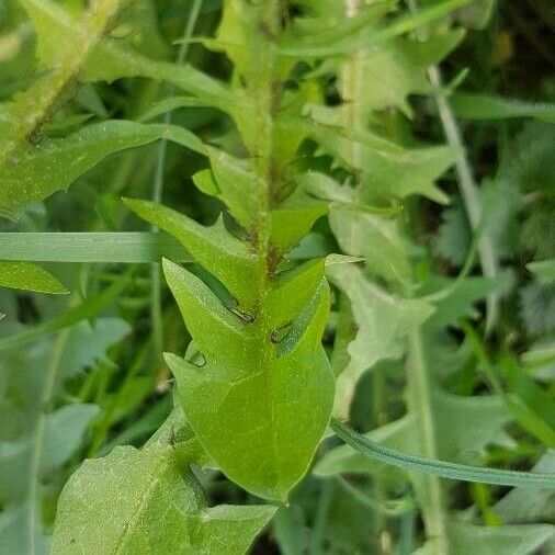 Taraxacum campylodes Leaf