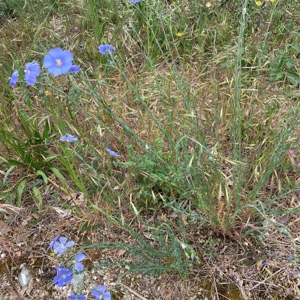 Linum austriacum Συνήθη χαρακτηριστικά