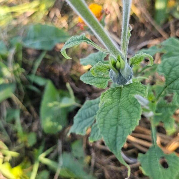 Tithonia rotundifolia 葉