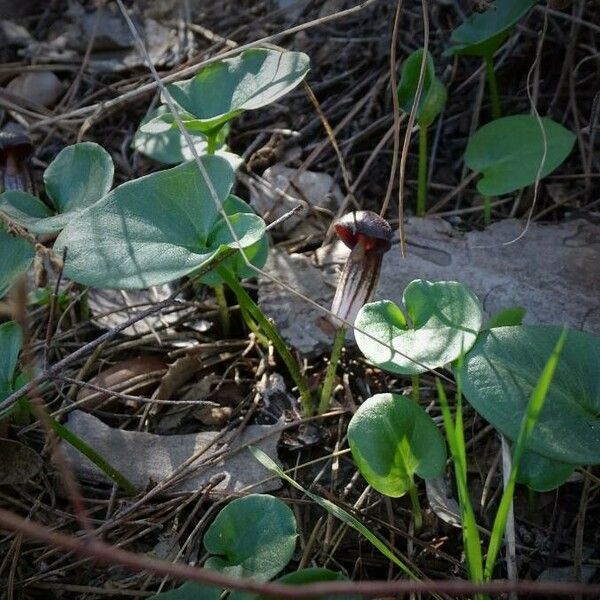 Arisarum vulgare List