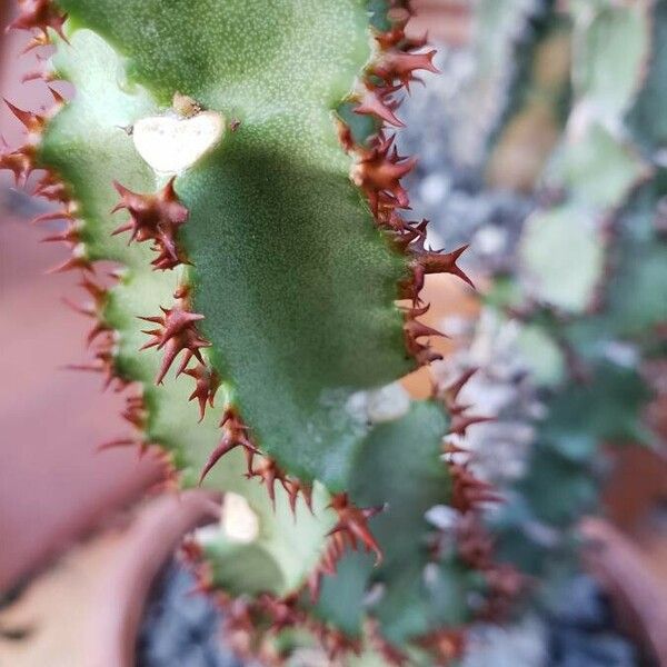 Euphorbia magnifica Hoja