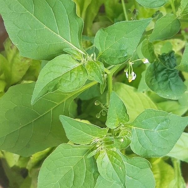 Solanum americanum Fuelha