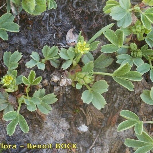 Sibbaldia procumbens Агульны выгляд