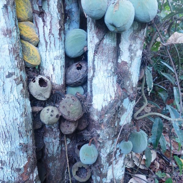 Theobroma cacao Fruit