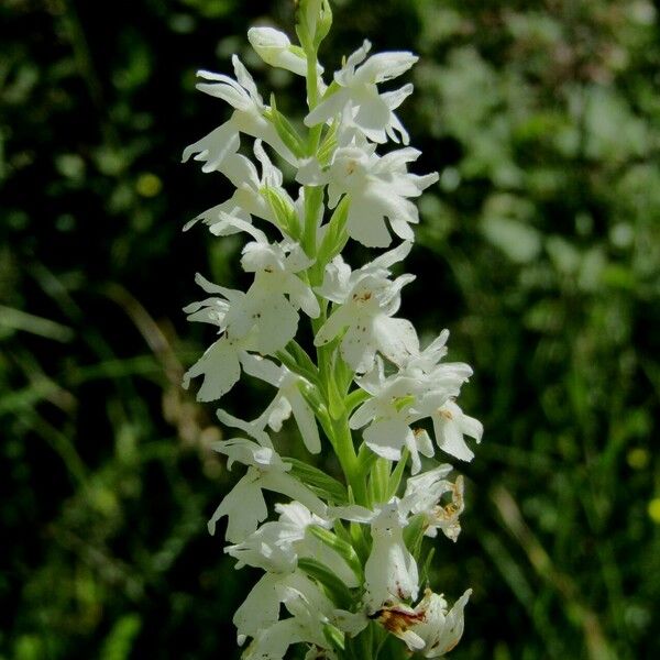 Dactylorhiza maculata 花