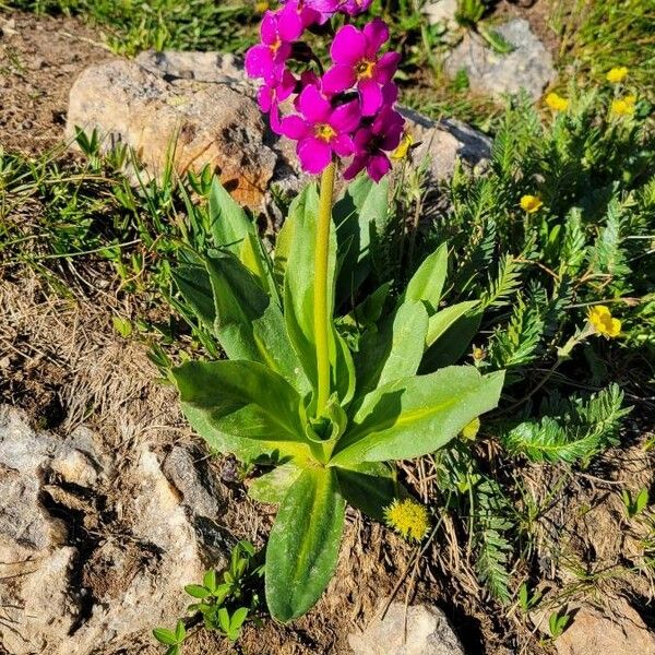 Primula parryi Habit