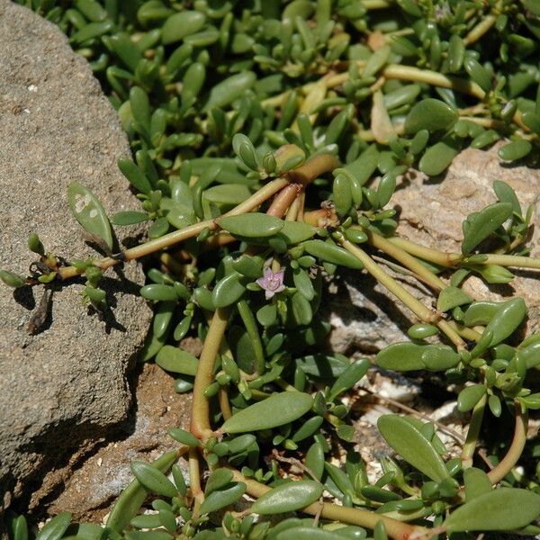 Sesuvium portulacastrum Flower