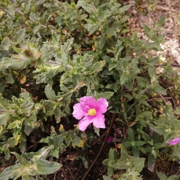 Cistus crispus Λουλούδι