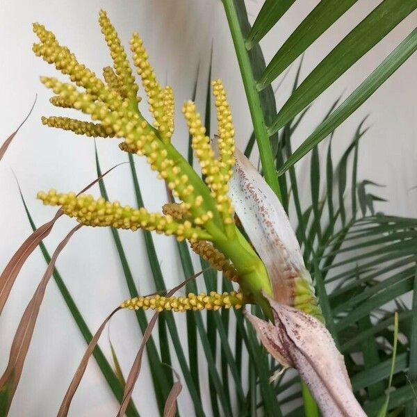 Dypsis lutescens Floro