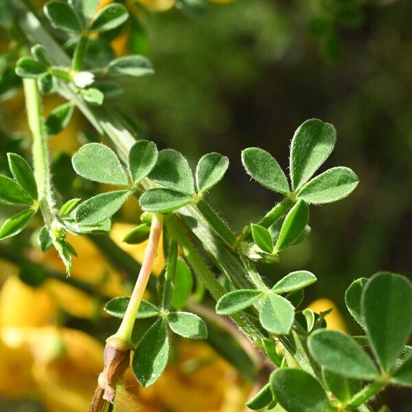 Cytisus scoparius Leaf