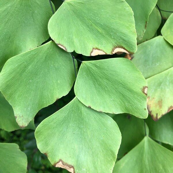 Adiantum peruvianum Leaf