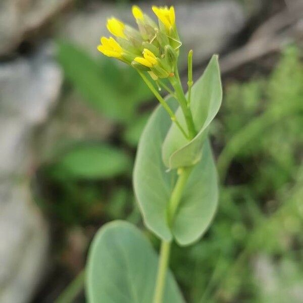 Conringia austriaca Blodyn