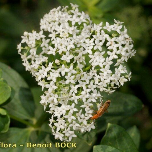 Galium rubioides Egyéb