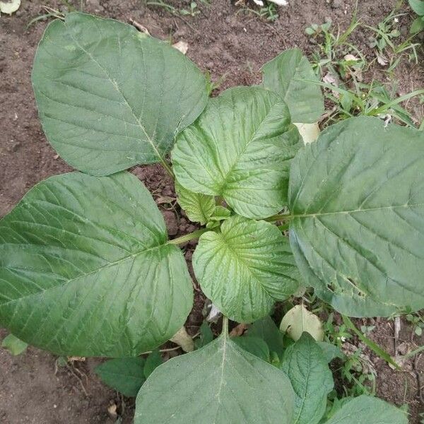 Amaranthus tortuosus পাতা