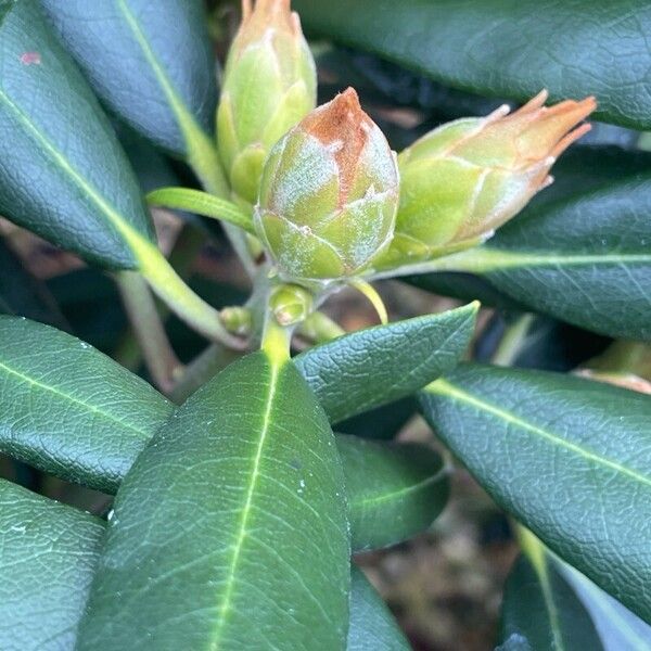 Rhododendron yakushimanum Flower