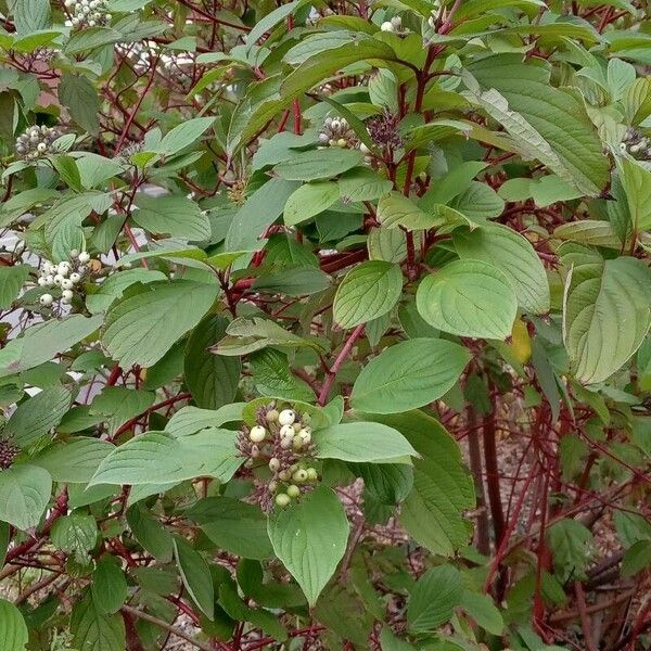 Cornus sericea Alkat (teljes növény)