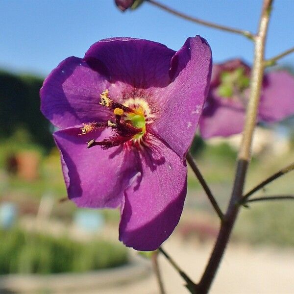 Verbascum phoeniceum 花