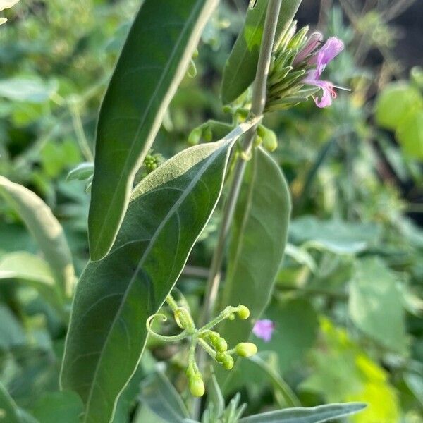 Hypoestes aristata Blad