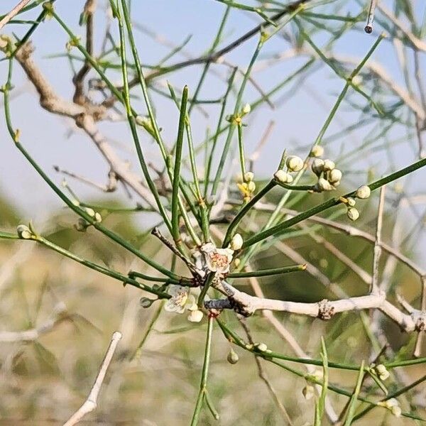 Calligonum polygonoides Habitat