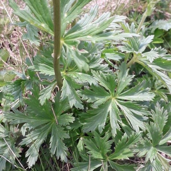 Trollius europaeus Liść