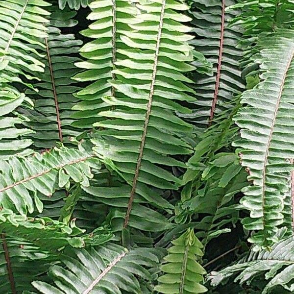 Nephrolepis cordifolia Blad