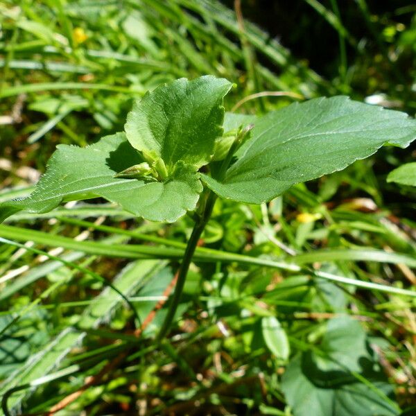 Viola canina Hoja