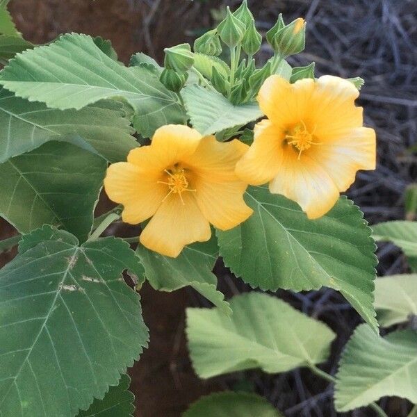 Sida fallax (Yellow âilima)