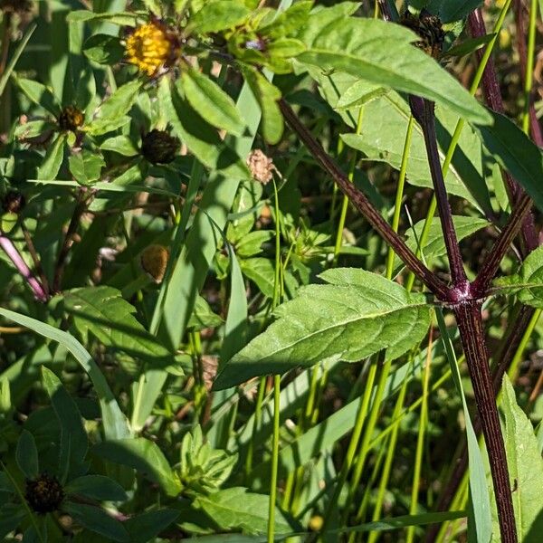 Bidens tripartita Leaf