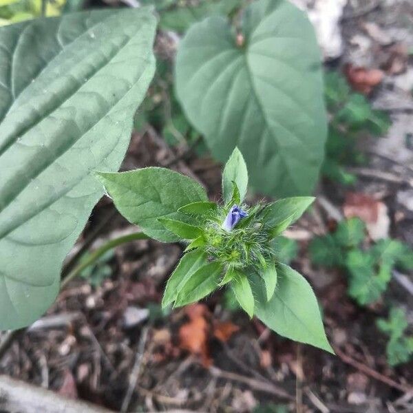 Jacquemontia tamnifolia Flors