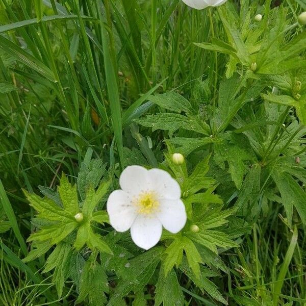 Anemone canadensis Bloem