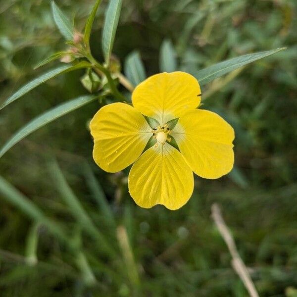 Ludwigia alternifolia Flower