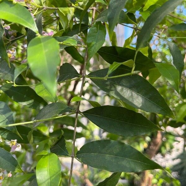 Malpighia glabra Leaf