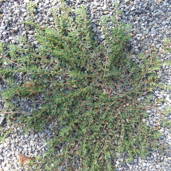 Euphorbia prostrata Hábito