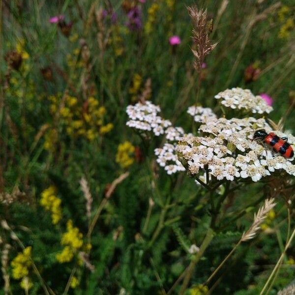 Achillea millefolium Blomst