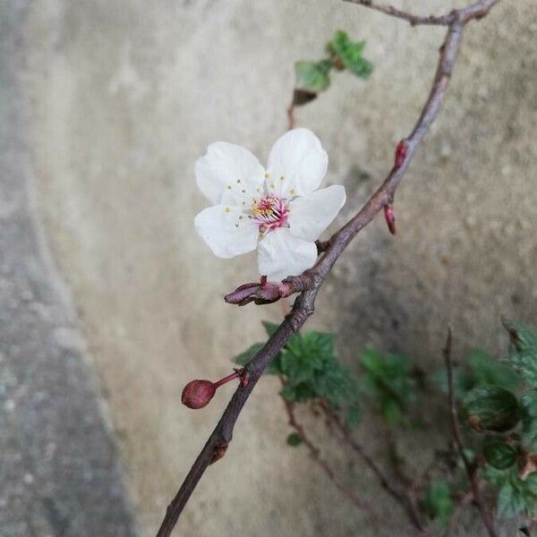 Prunus armeniaca Blüte