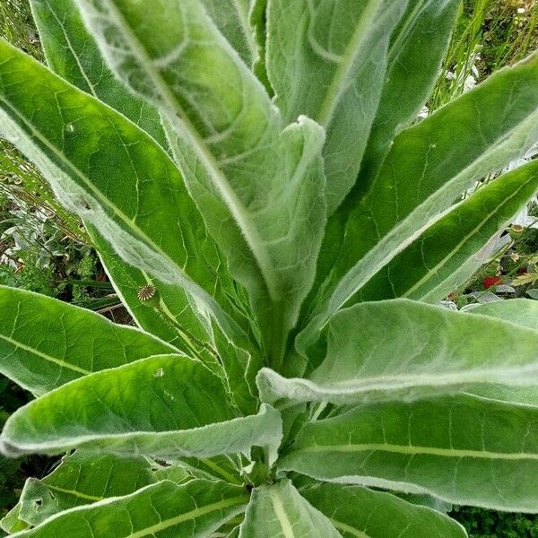 Verbascum thapsus Lehti