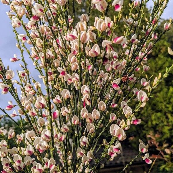 Chamaecytisus purpureus Fleur