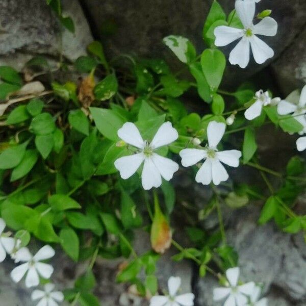 Petrocoptis pyrenaica Blomst