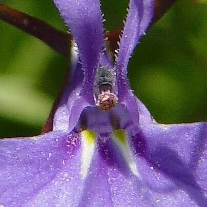 Lobelia erinus Flower