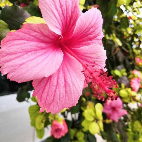 Hibiscus rosa-sinensis Bloem