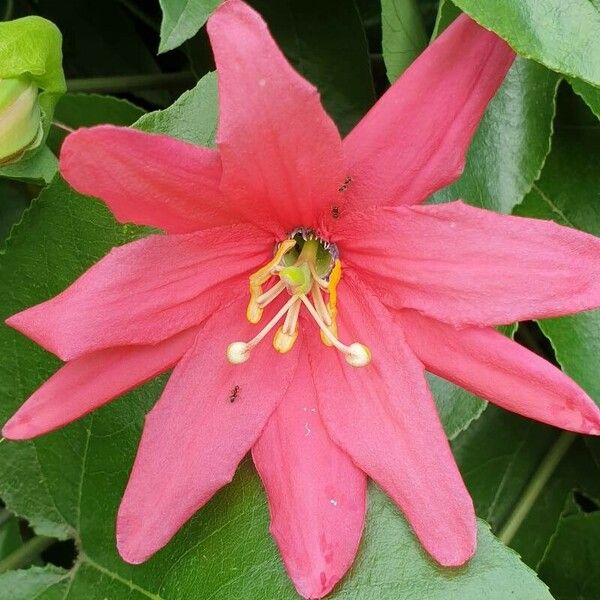 Passiflora manicata Blomma