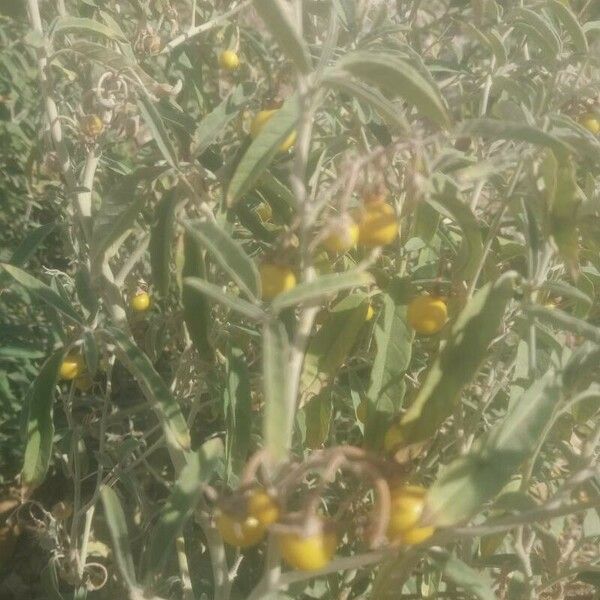 Solanum elaeagnifolium Blad