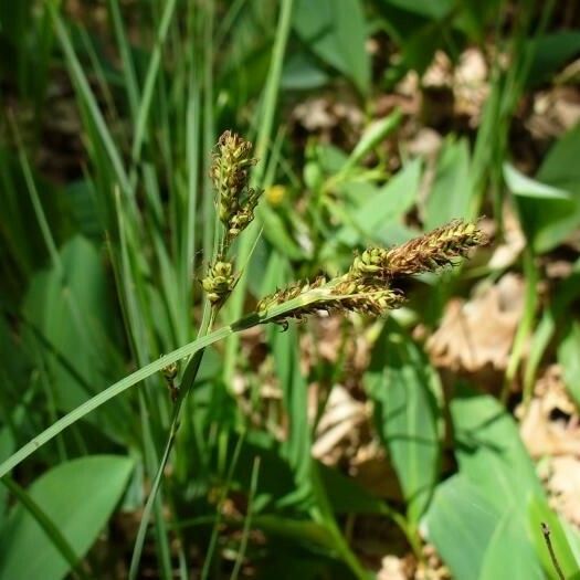 Carex buxbaumii फल