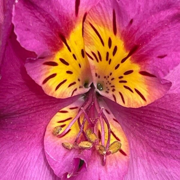 Alstroemeria ligtu Blomma