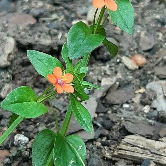 Lysimachia arvensis 花