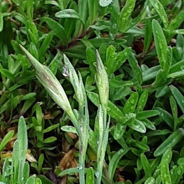 Dianthus deltoides Fiore