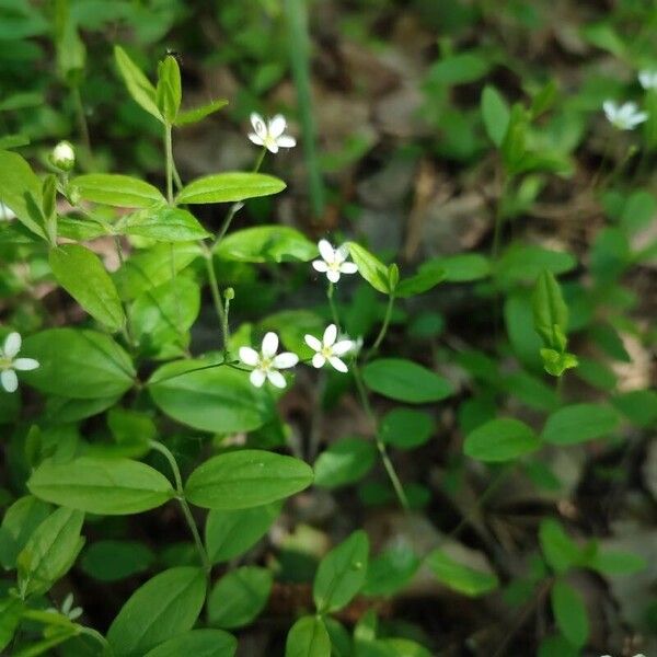 Moehringia lateriflora Floare